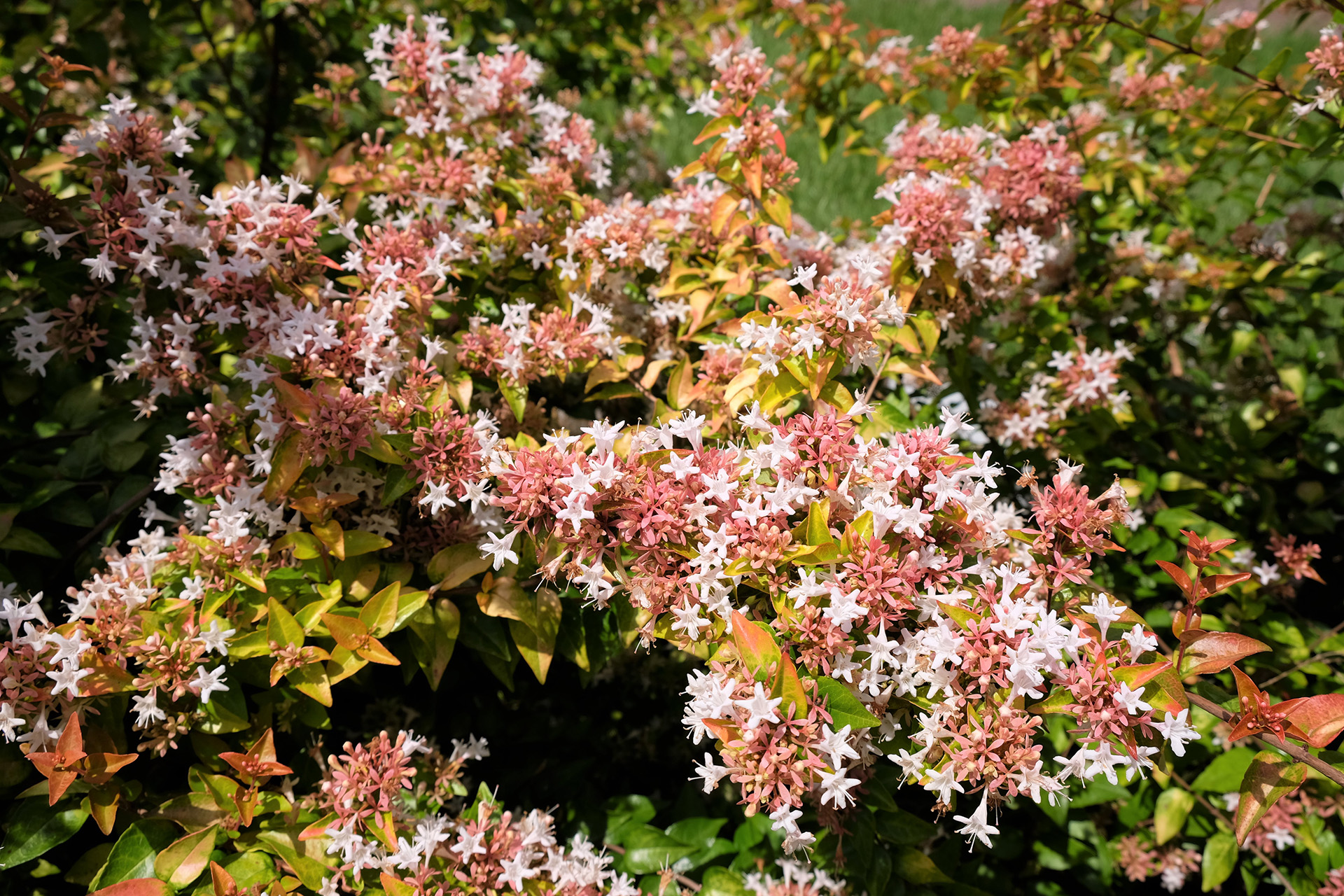Peach Perfection® Abelia - Image 3