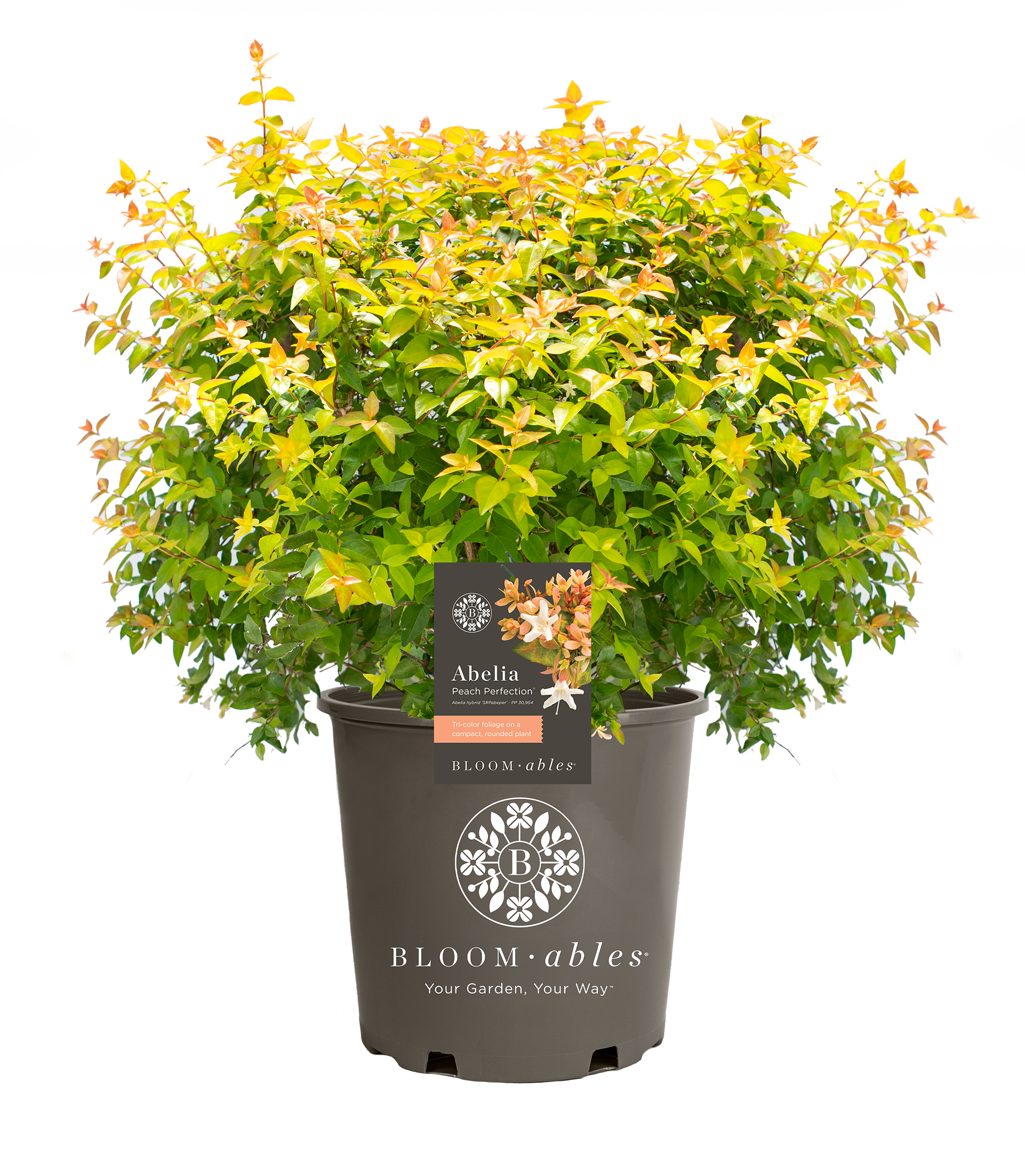 Peach Perfection® Abelia - Image 2