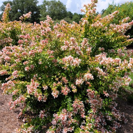 Peach Perfection® Abelia