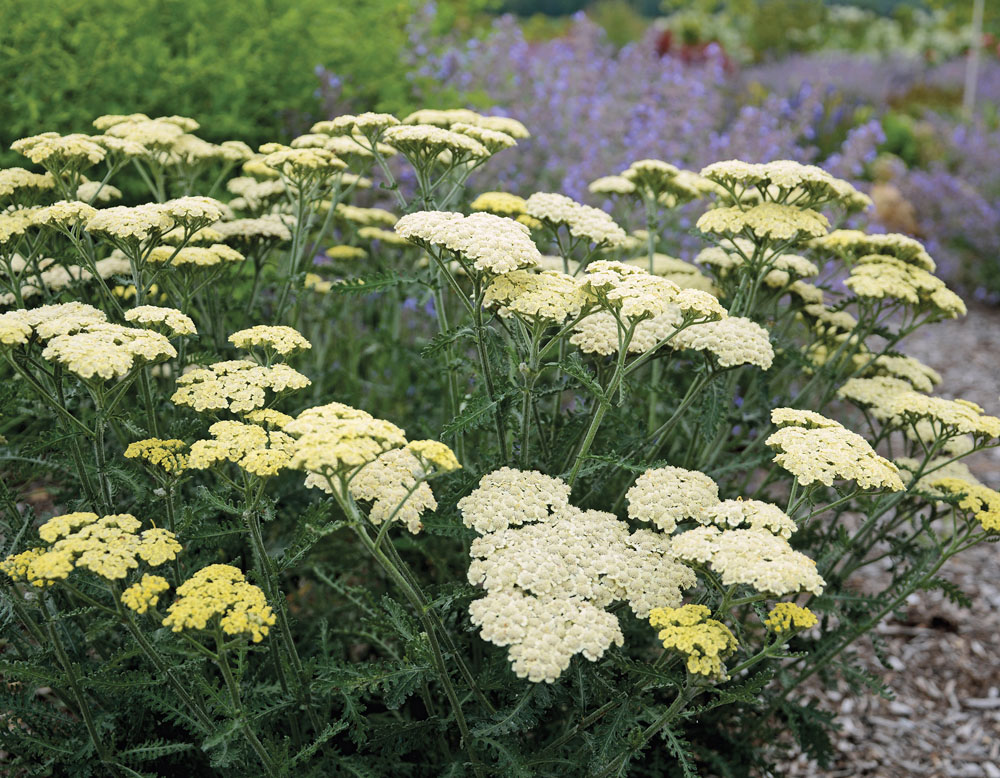 Achillea Moon Dust™ from Wayside Gardens