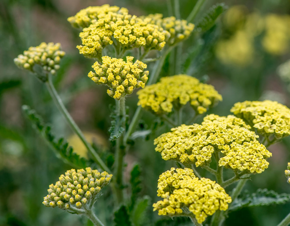 Achillea Moon Dust™ from Wayside Gardens