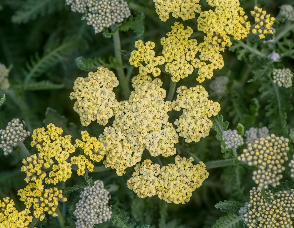 Achillea Moon Dust™