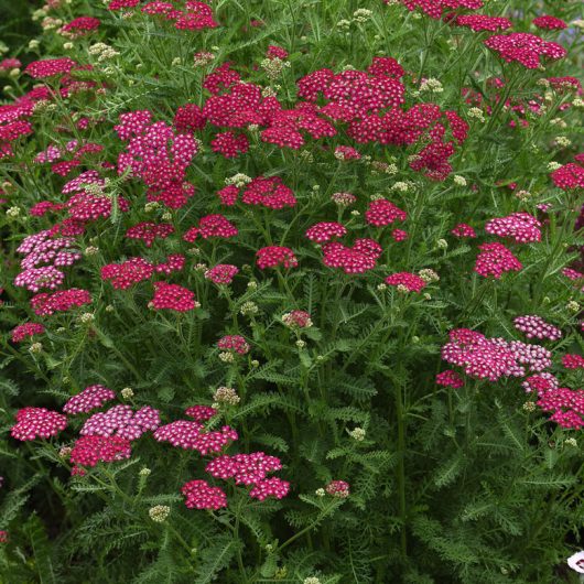 Achillea Moon Dust