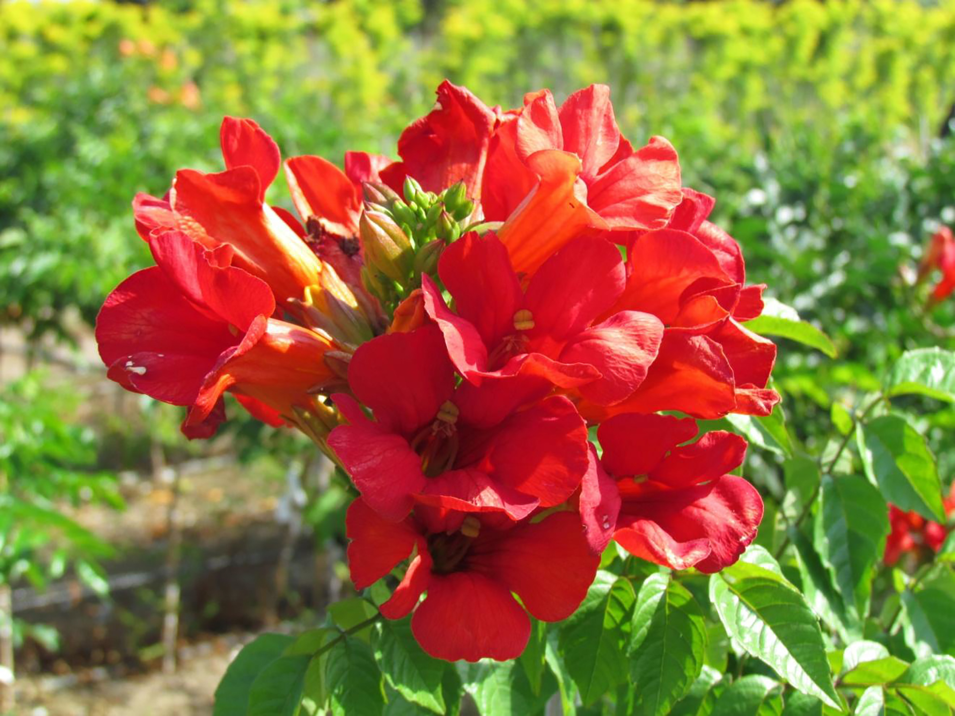 Summer Jazz™ Fire Campsis - Image 4