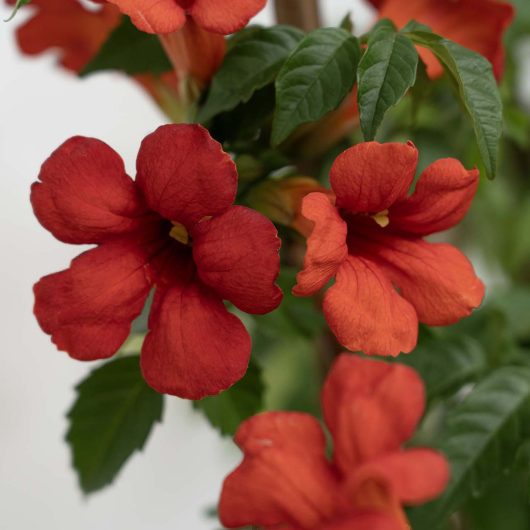 Summer Jazz™ Fire Campsis
