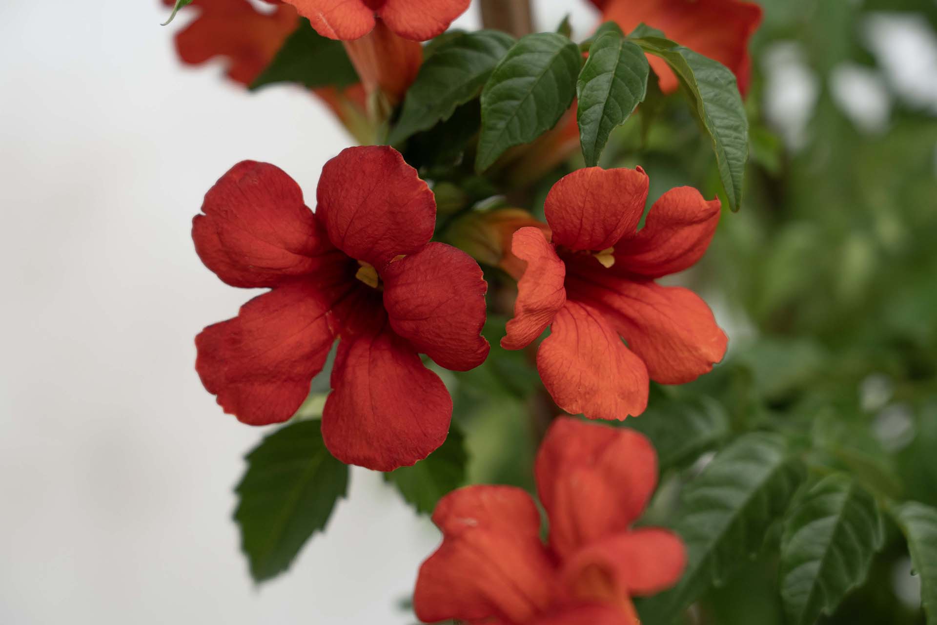 Summer Jazz™ Fire Campsis