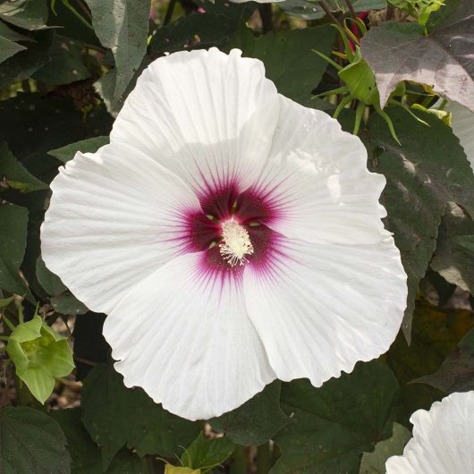 Head Over Heels® Dream™ Hibiscus