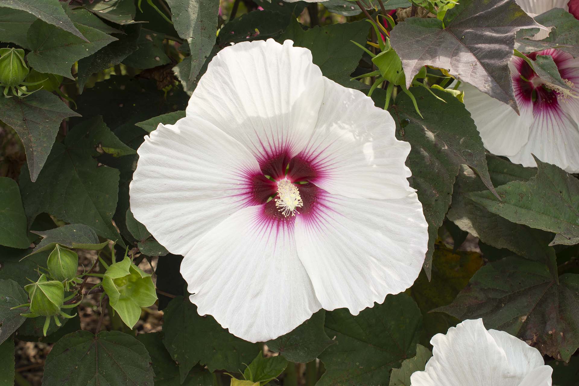 Head Over Heels® Dream™ Hibiscus