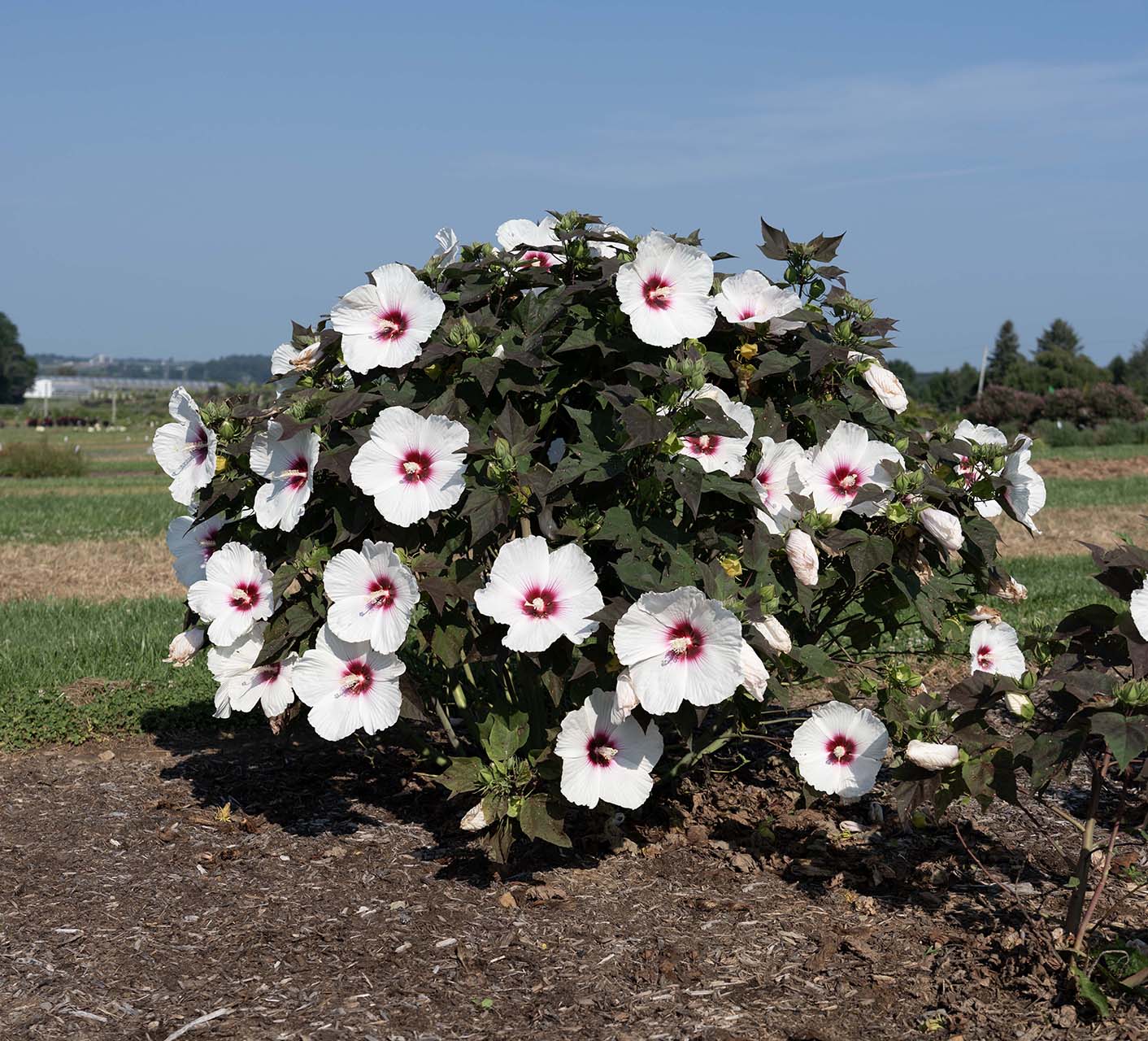 Head Over Heels® Dream™ Hibiscus - Image 4