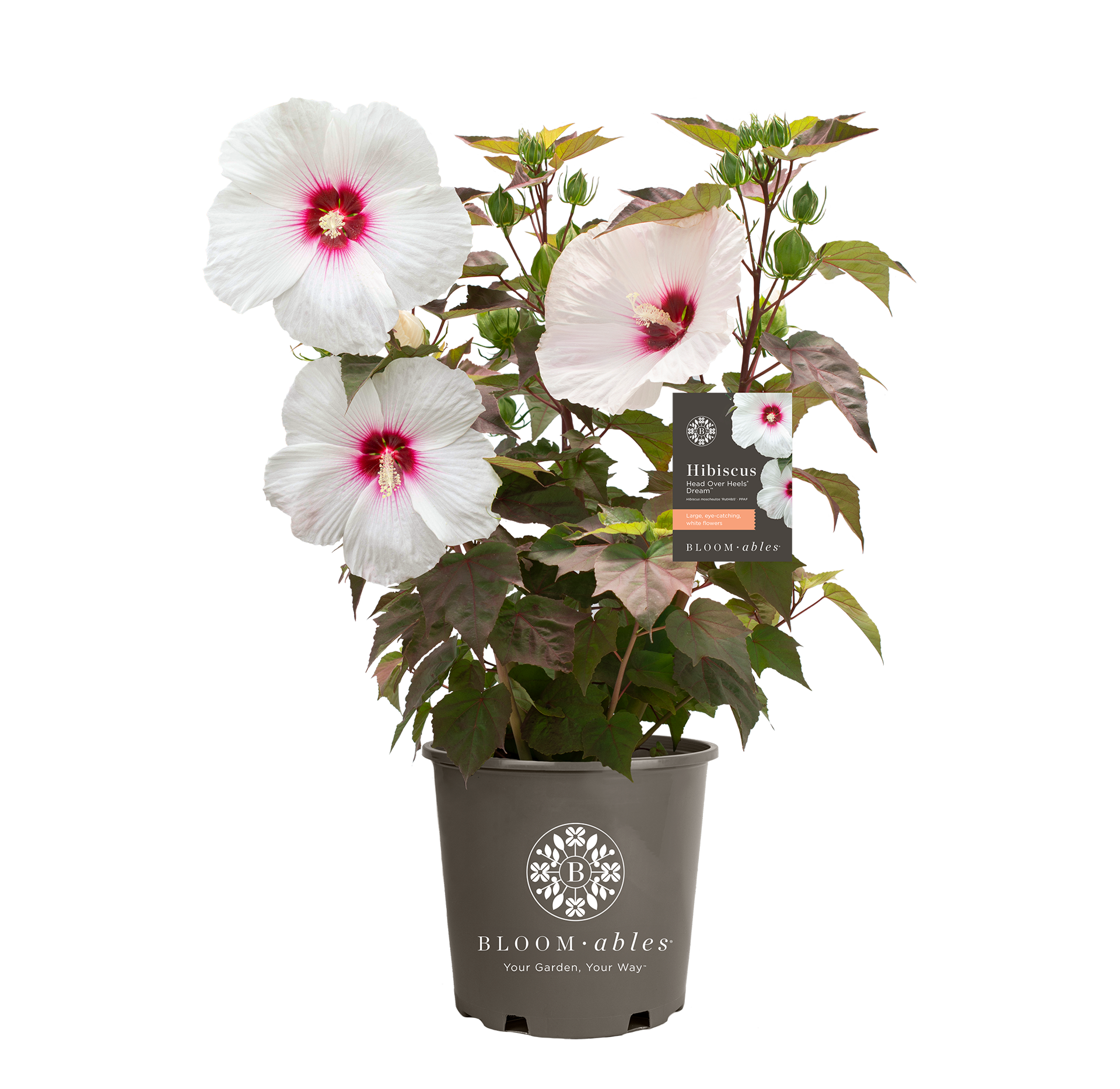 Head Over Heels® Dream™ Hibiscus - Image 2