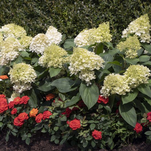 Hydrangea Macrophylla 'Wedding Gown' – Vivai Pozzo