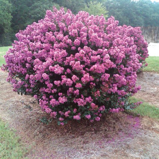 Lagerstroemia Enduring Lavender