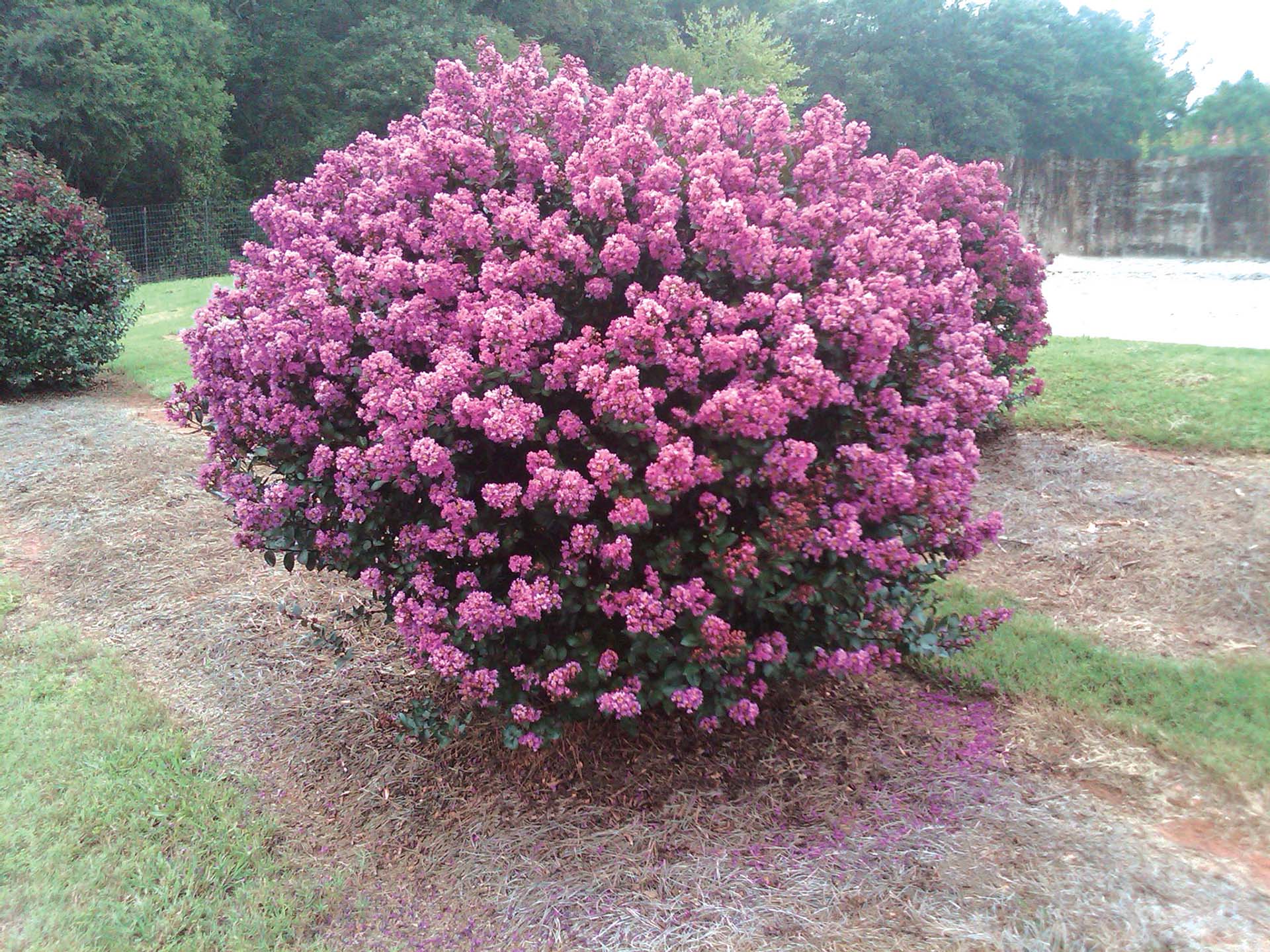 Lagerstroemia Enduring Lavender