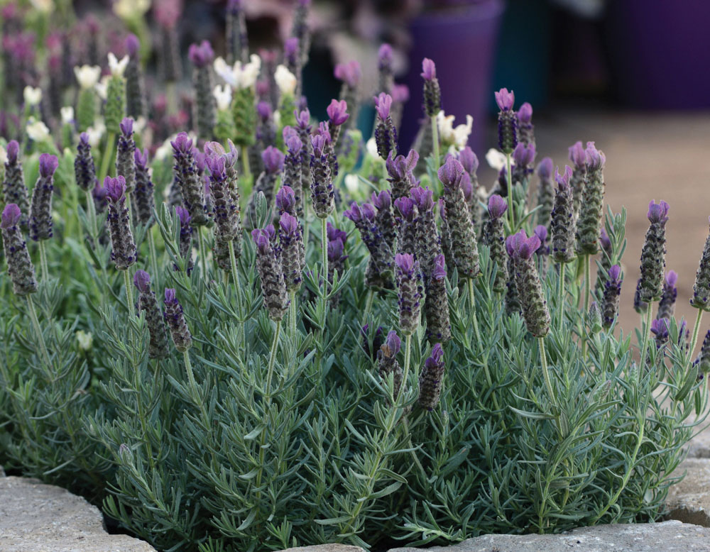 | Deep Lavandula Rose Anouk Bloomables