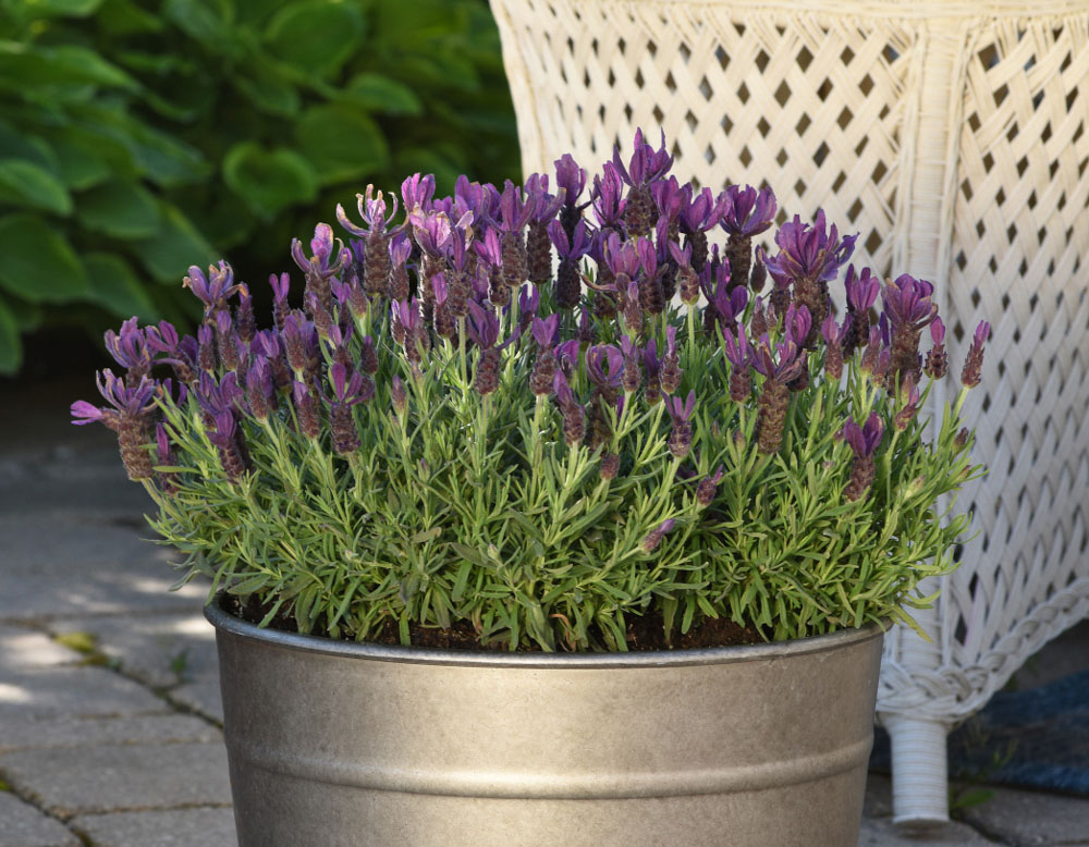 Primavera Spanish Lavender, Monrovia Plant