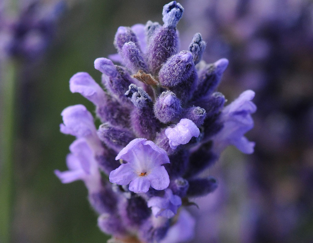 Superblue English Lavender, Lavandula