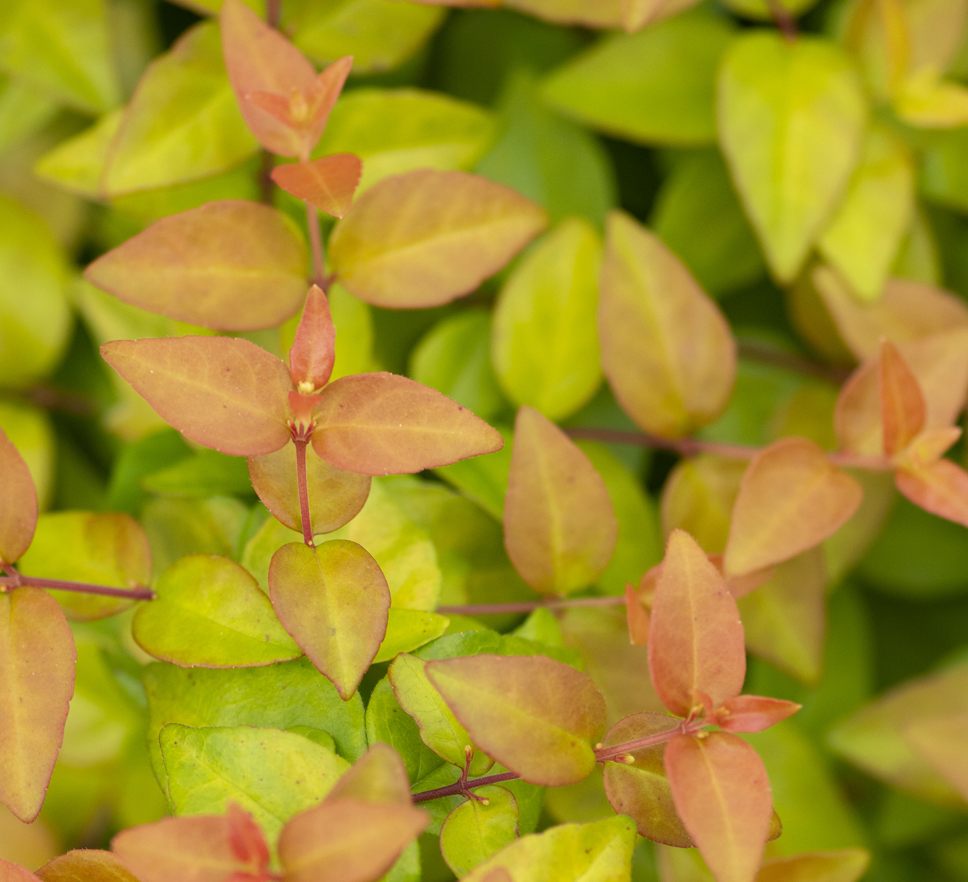 Peach Perfection® Abelia - Image 4
