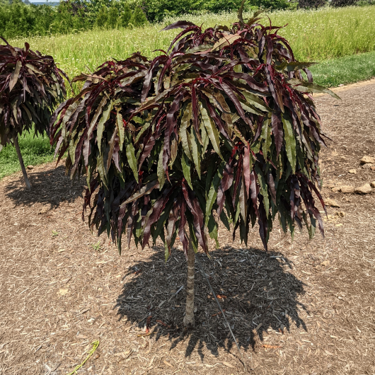 Ruby Ruffle® Patio Peach