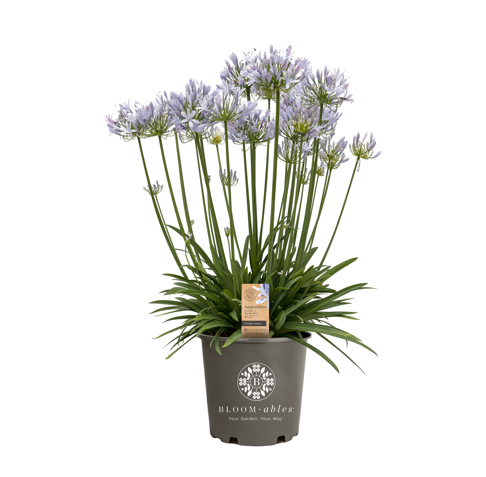 Straight A® 'Barley Blue' Agapanthus - Image 2