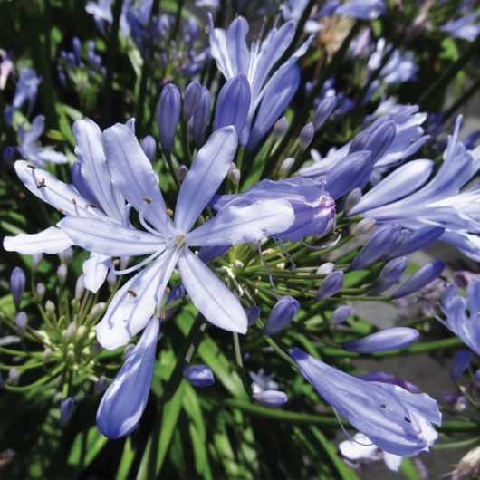 Straight A® 'Barley Blue' Agapanthus