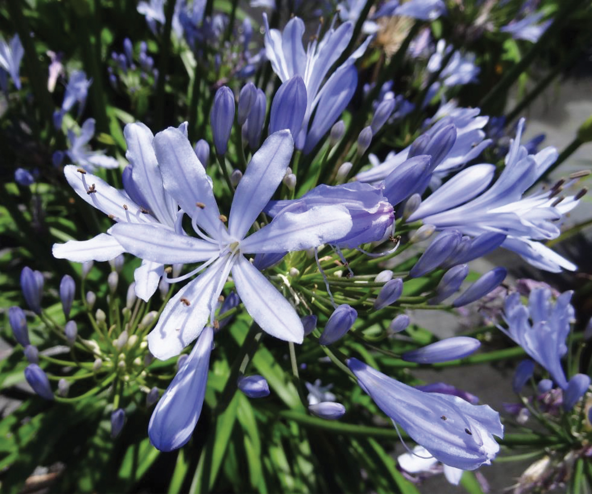 Straight A® 'Barley Blue' Agapanthus