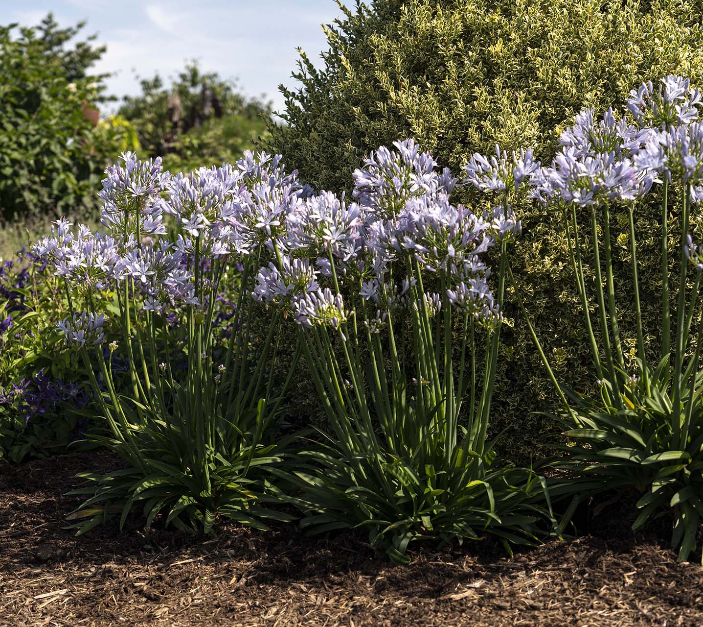 Straight A® 'Barley Blue' Agapanthus - Image 3