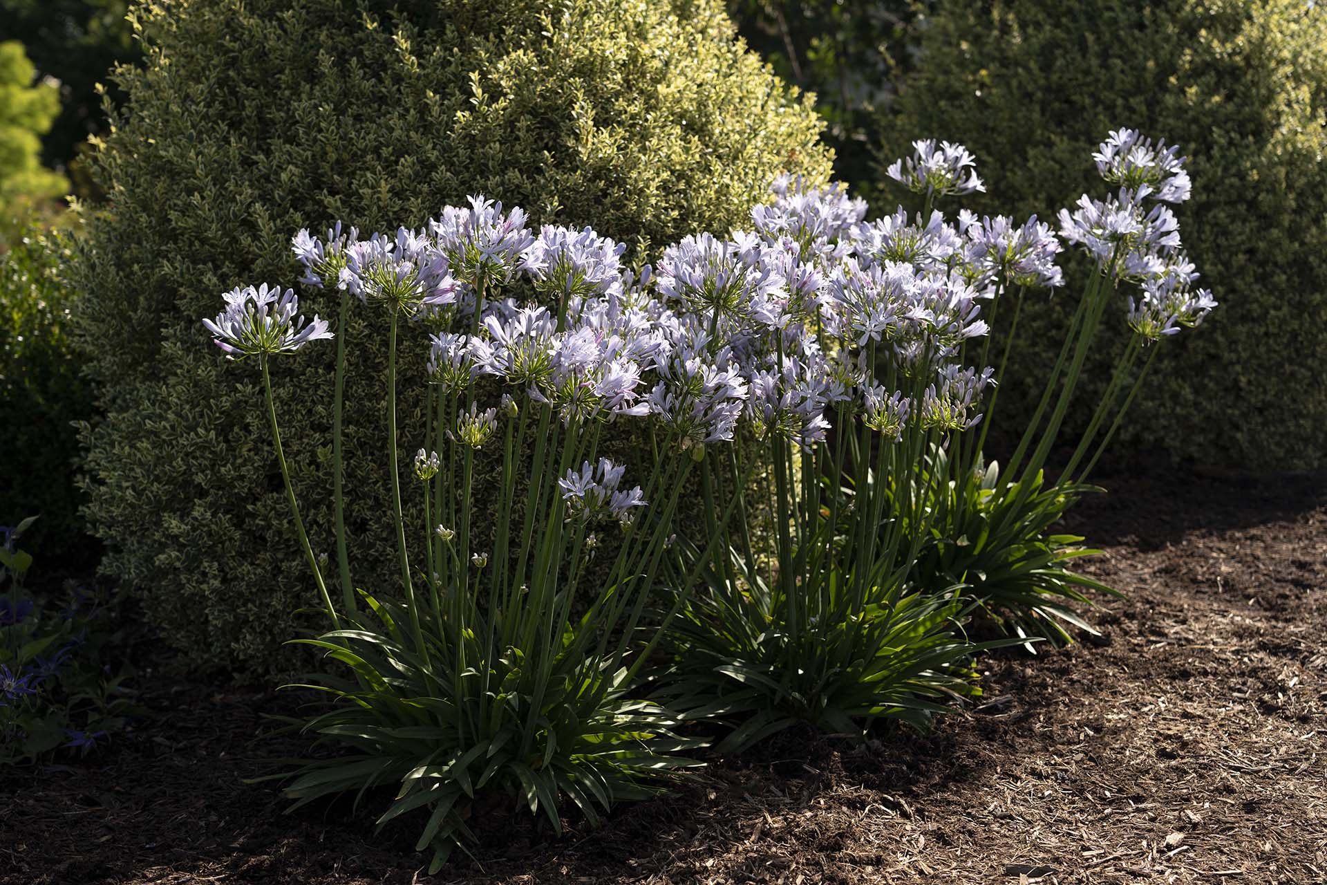 Straight A® 'Barley Blue' Agapanthus - Image 4