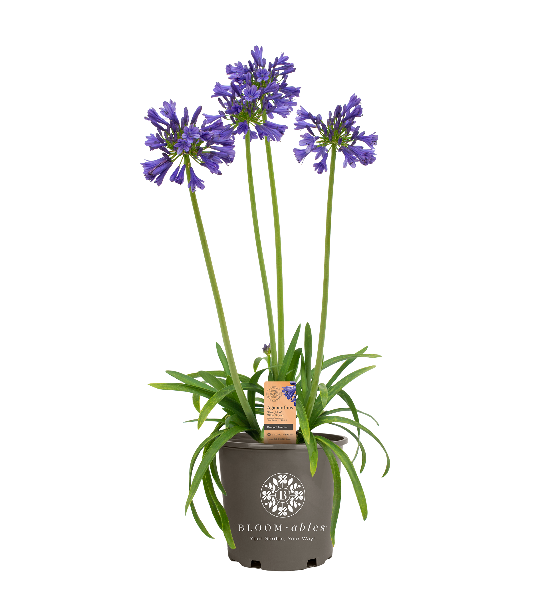 Straight A® ‘Blue Bayou’ Agapanthus - Image 2