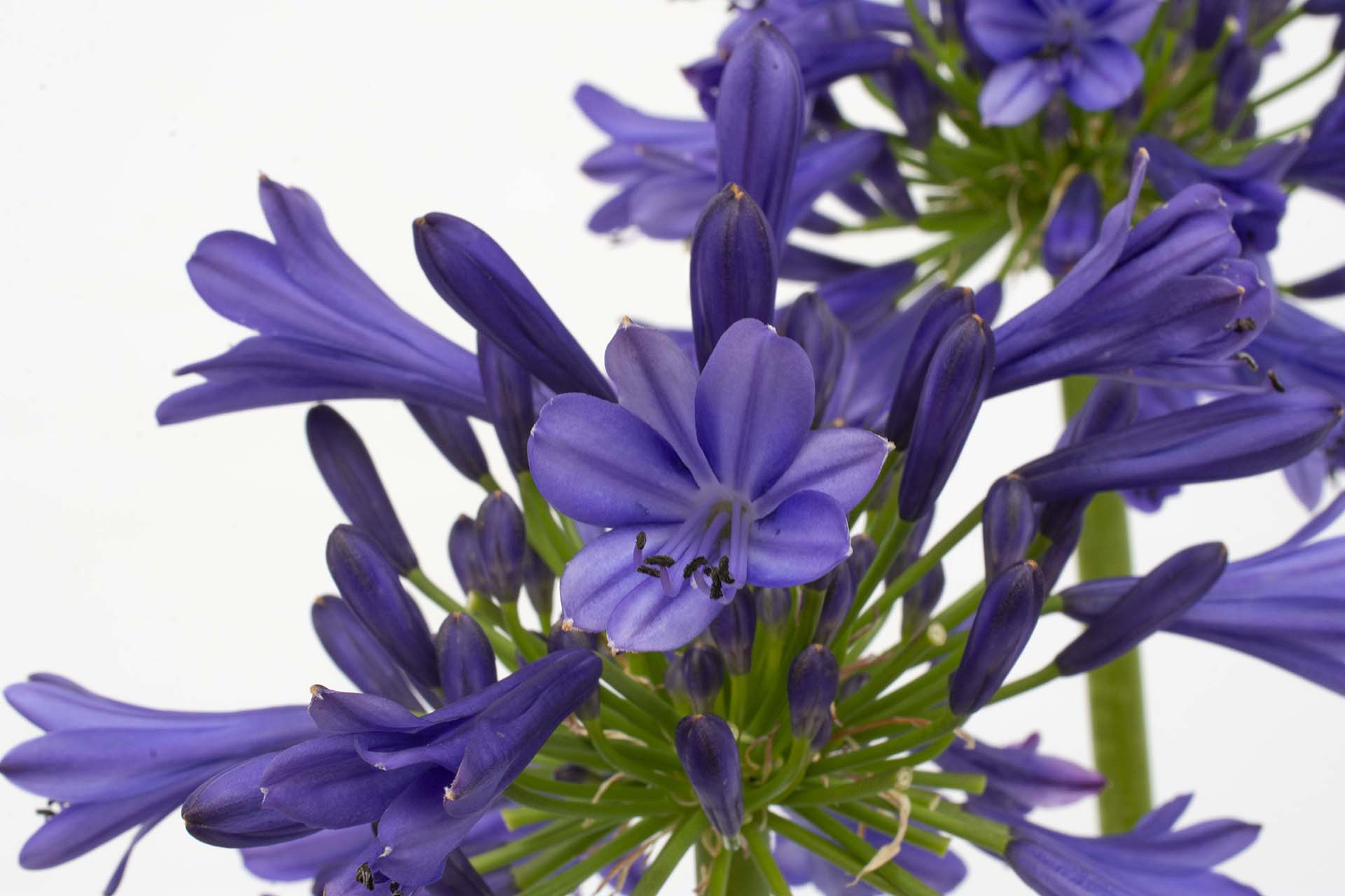 Straight A® ‘Blue Bayou’ Agapanthus - Image 3