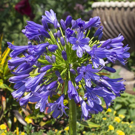 Straight A® ‘Blue Bayou’ Agapanthus