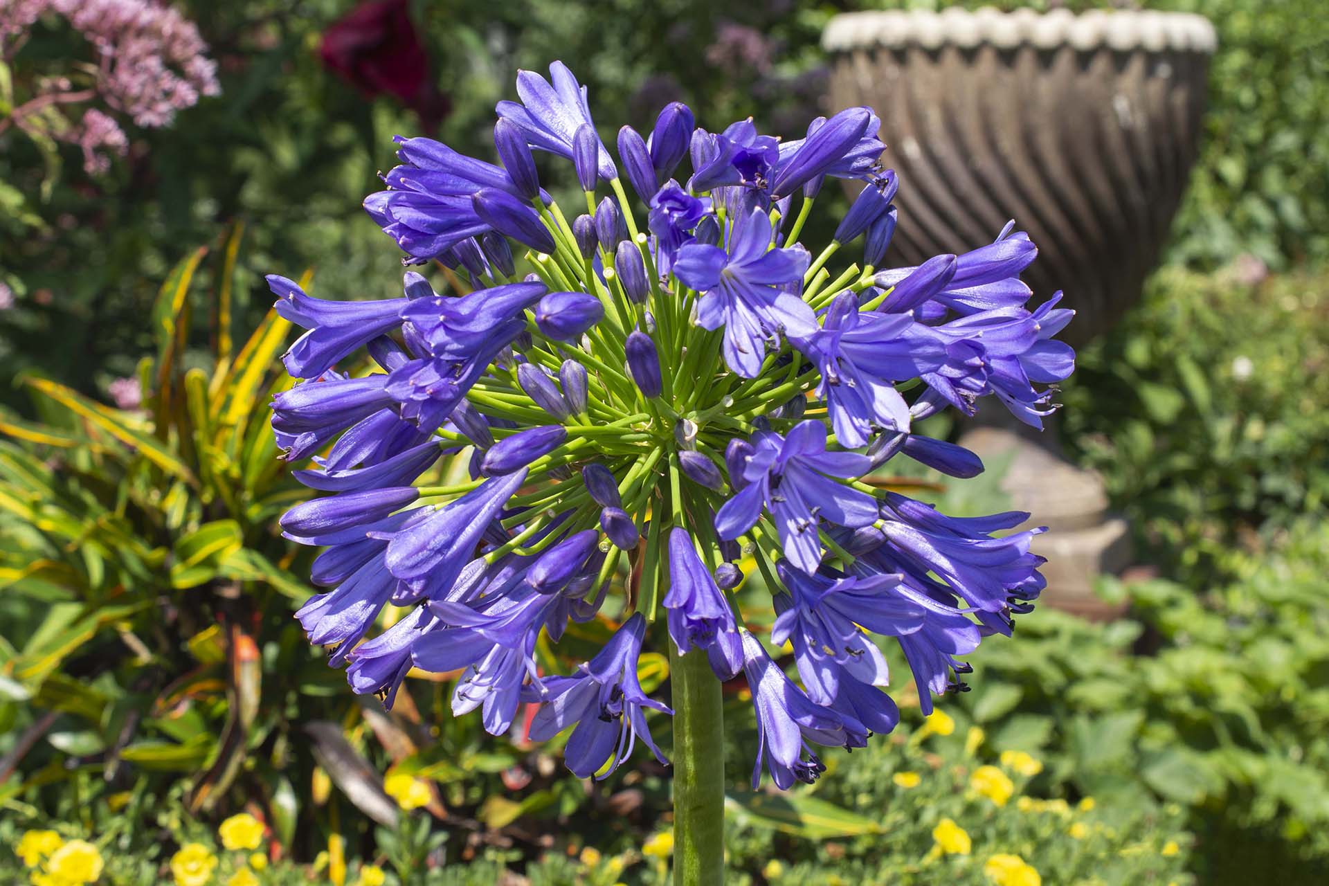 Straight A® ‘Blue Bayou’ Agapanthus