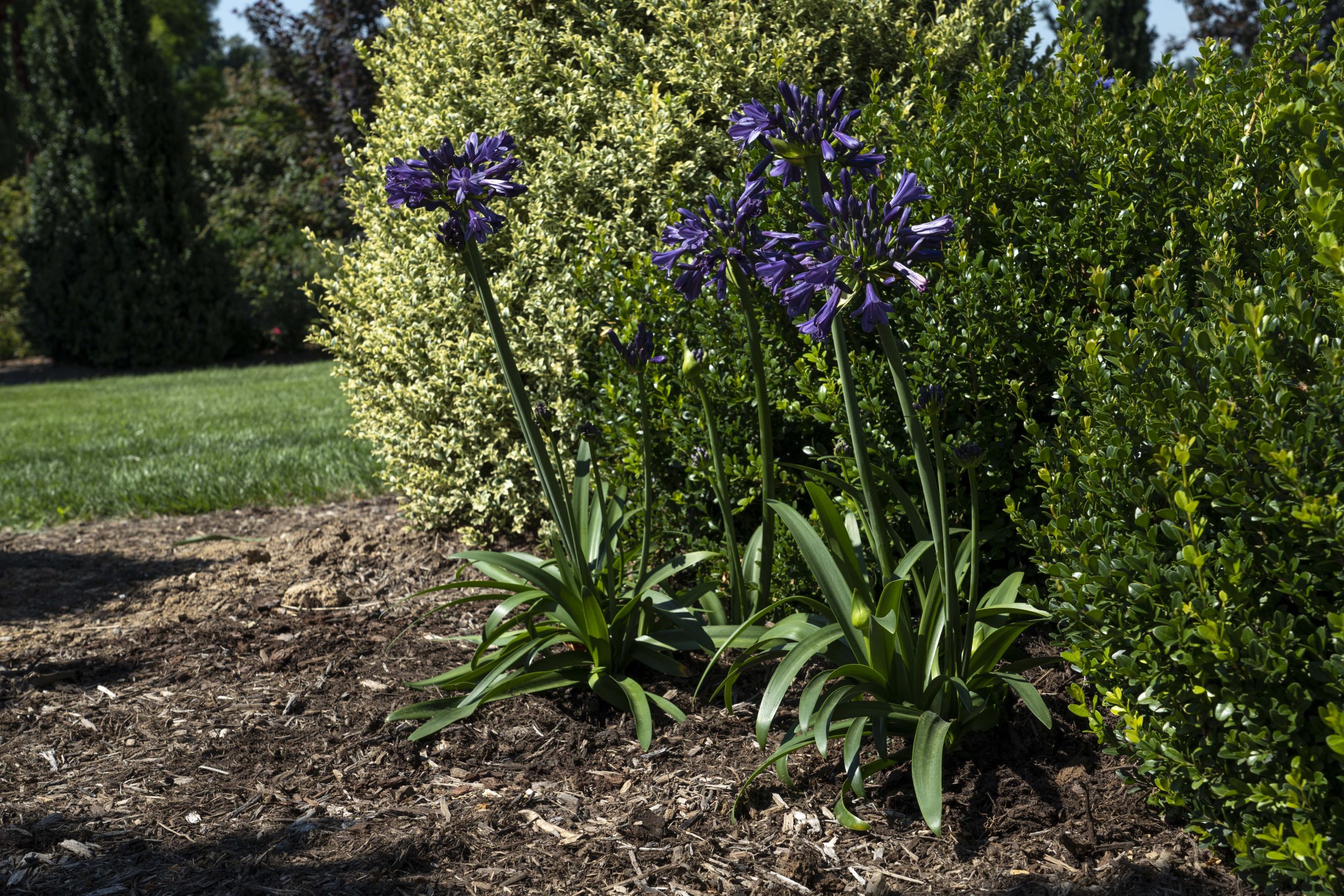 Straight A® ‘Blue Bayou’ Agapanthus - Image 4