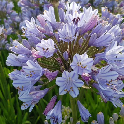 Straight A® ‘Blue Flare’ Agapanthus