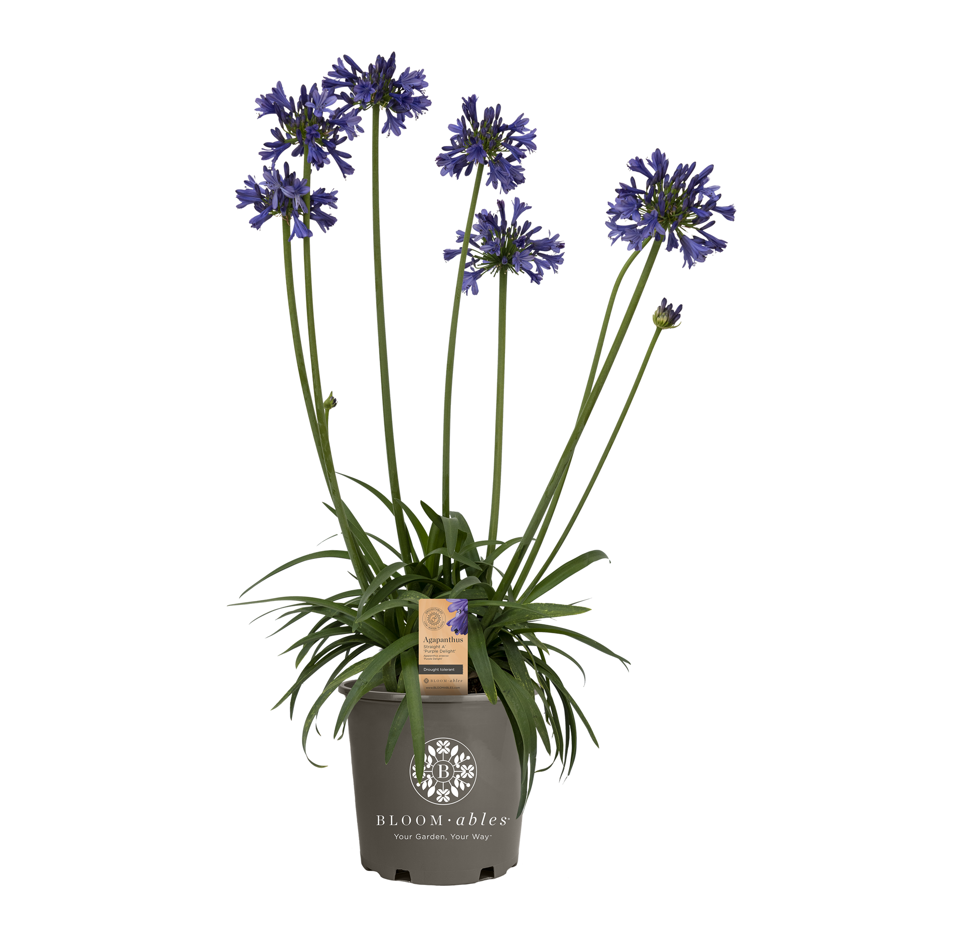 Straight A® 'Purple Delight' Agapanthus - Image 2