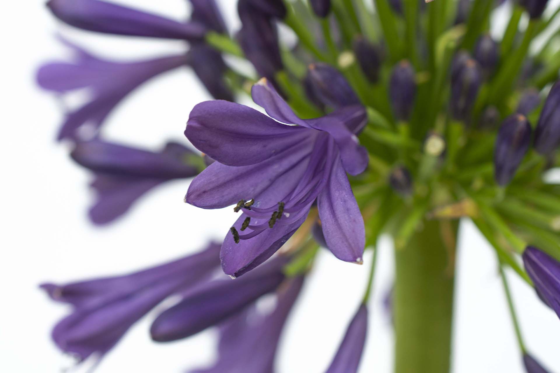 Straight A® 'Purple Delight' Agapanthus - Image 4