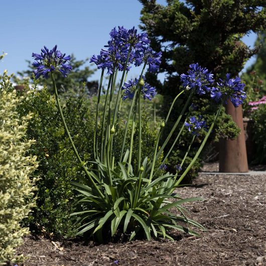 Straight A® 'Purple Delight' Agapanthus