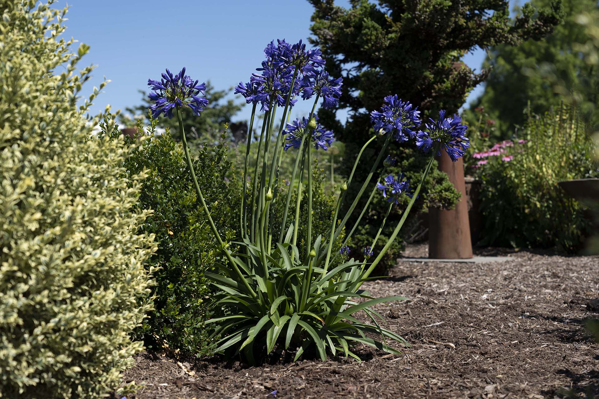 Straight A® 'Purple Delight' Agapanthus