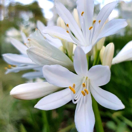Straight A® ‘Shona’ Agapanthus