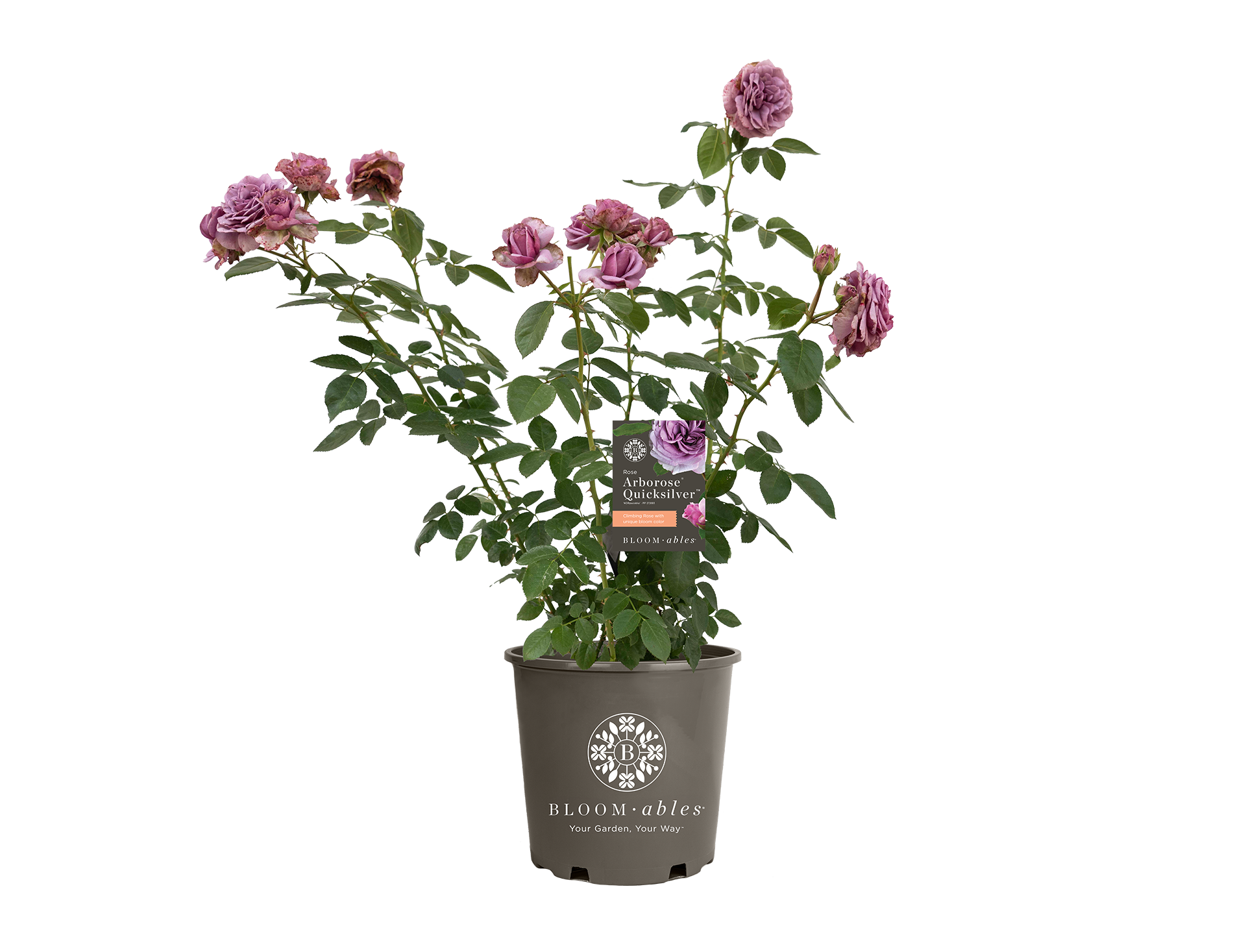 Arborose® Quicksilver™ - Image 2