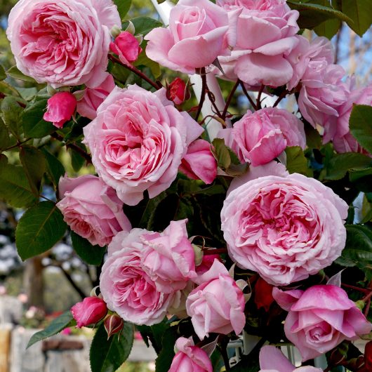 Arborose® Kiss Me Kate™