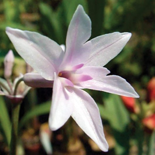 Tulbaghia 'Ashanti'