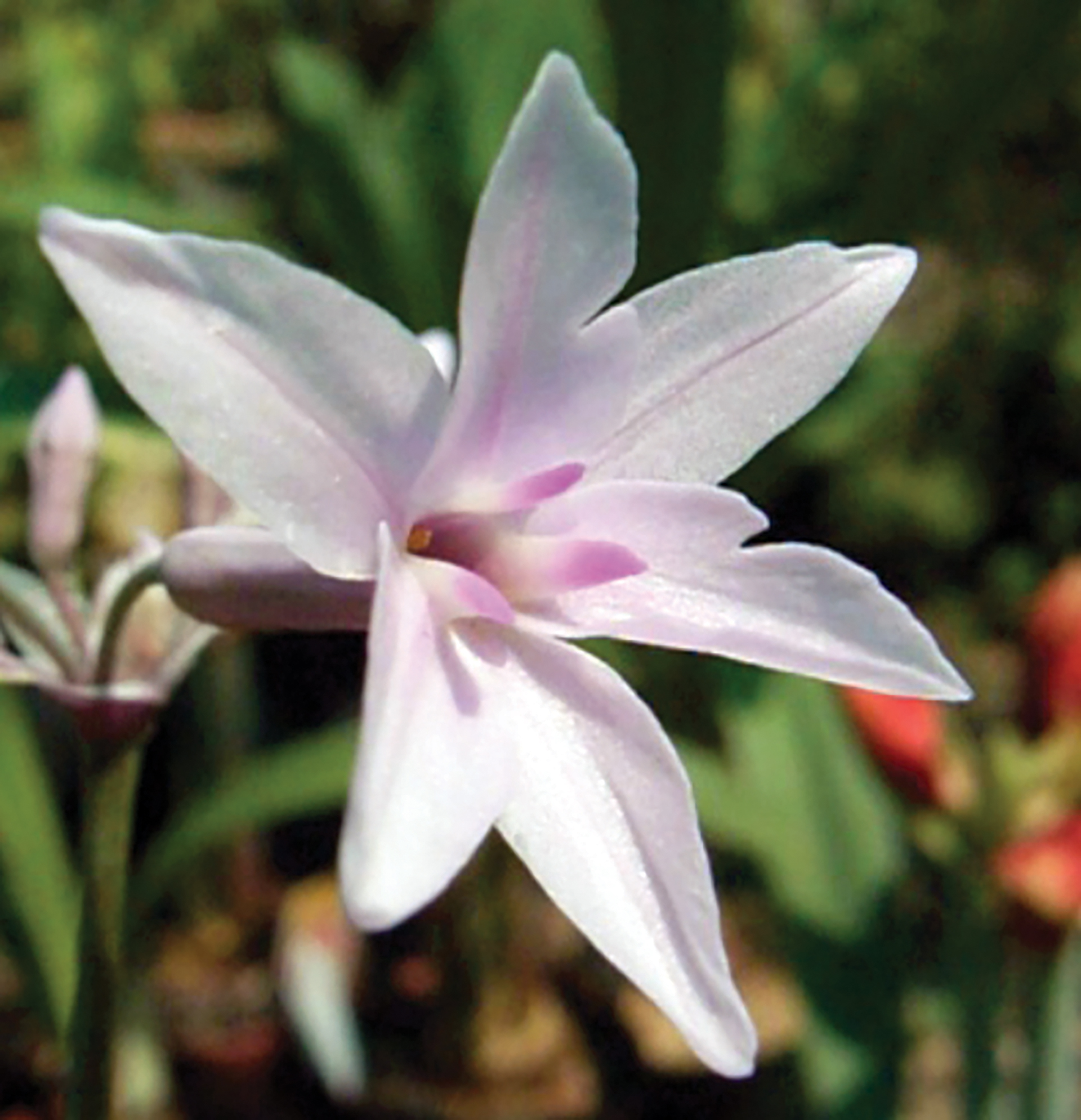Tulbaghia 'Ashanti'