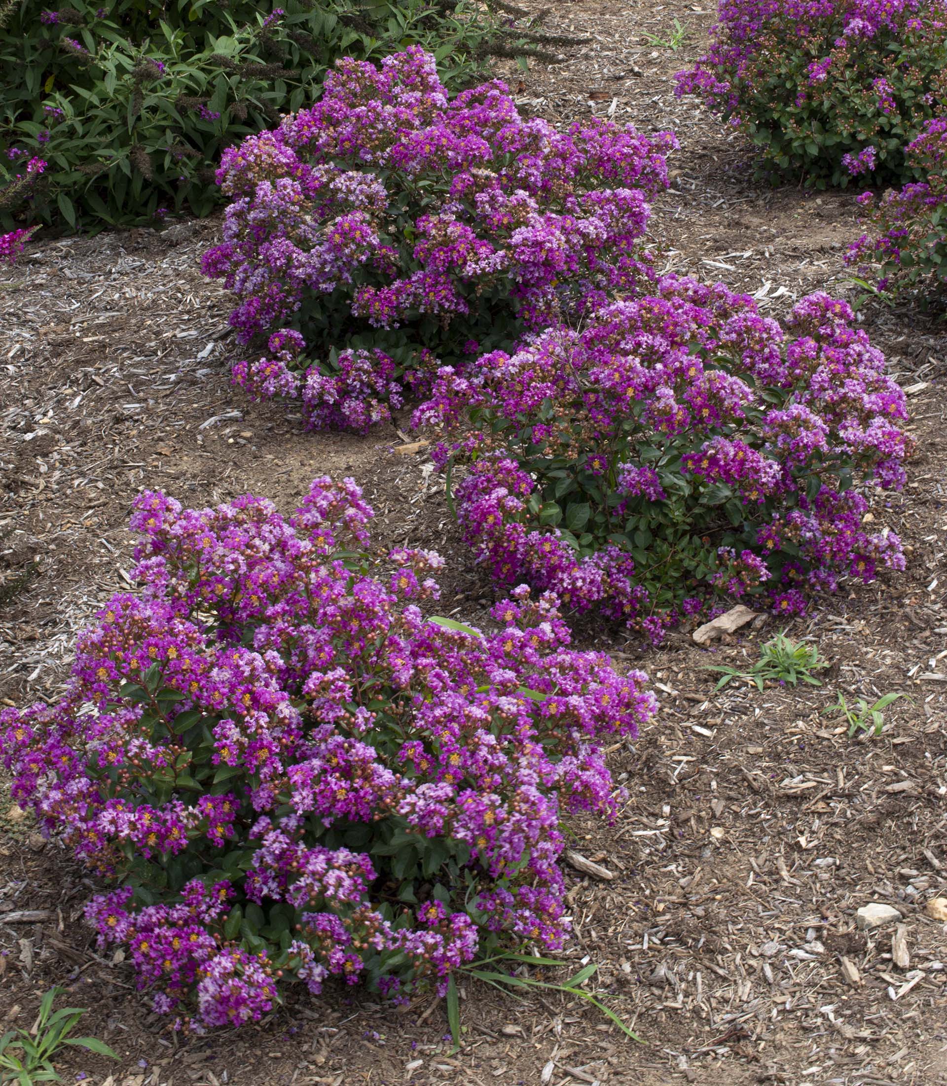 Bellini® Shrub Myrtle™ Grape Lagerstroemia - Image 4