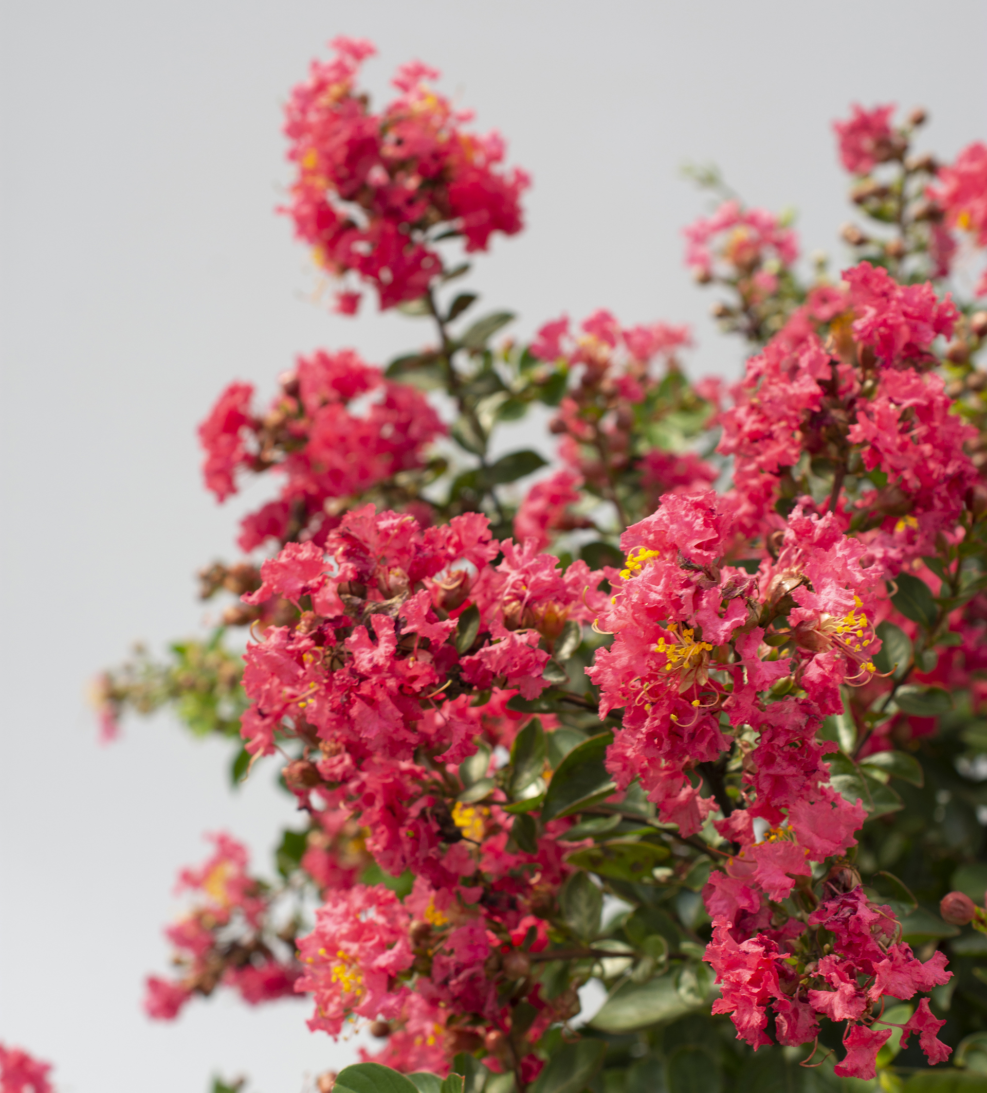 Bellini® Shrub Myrtle™ Raspberry Lagerstroemia - Image 3