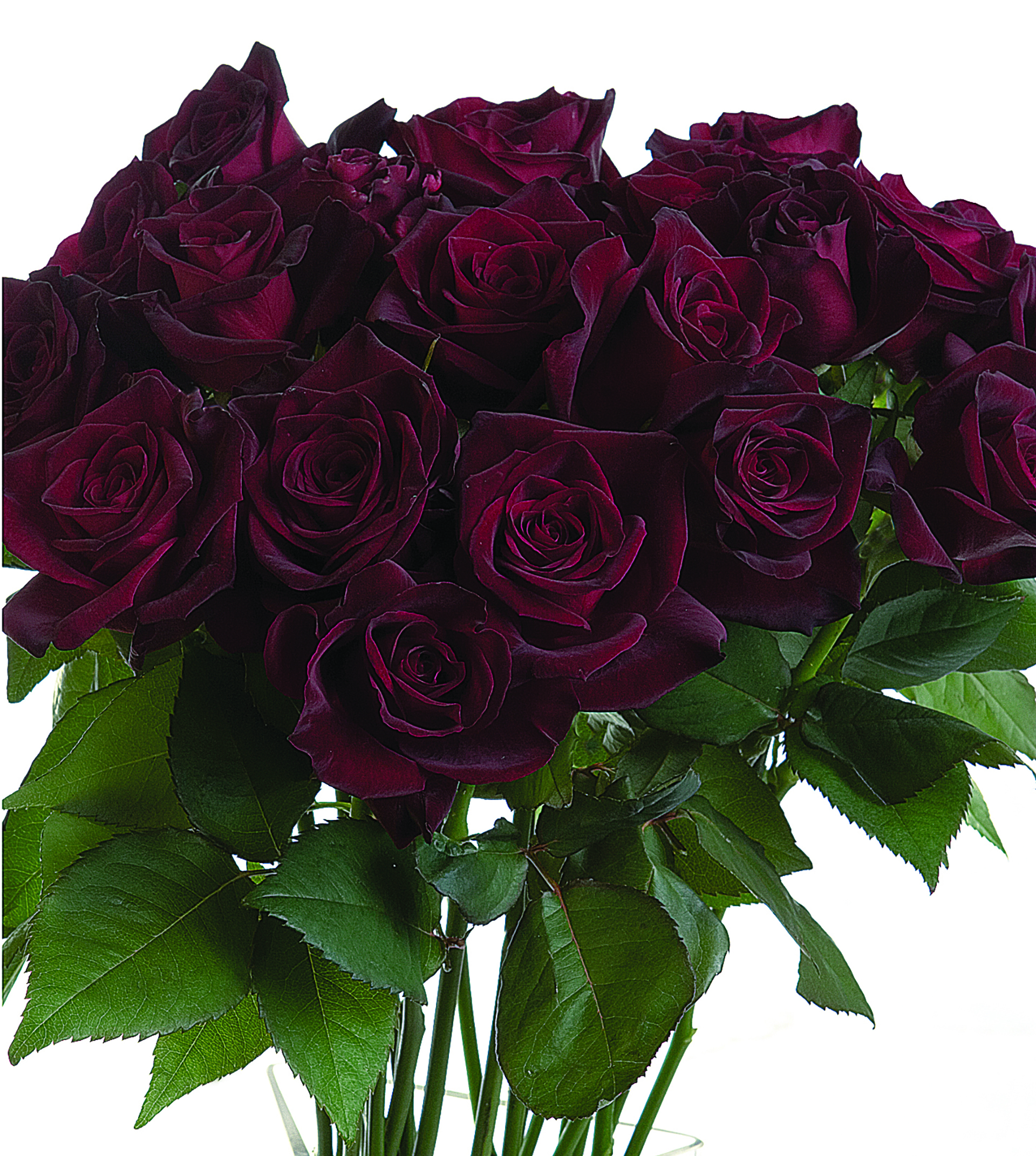 Black Baccara® - Image 3