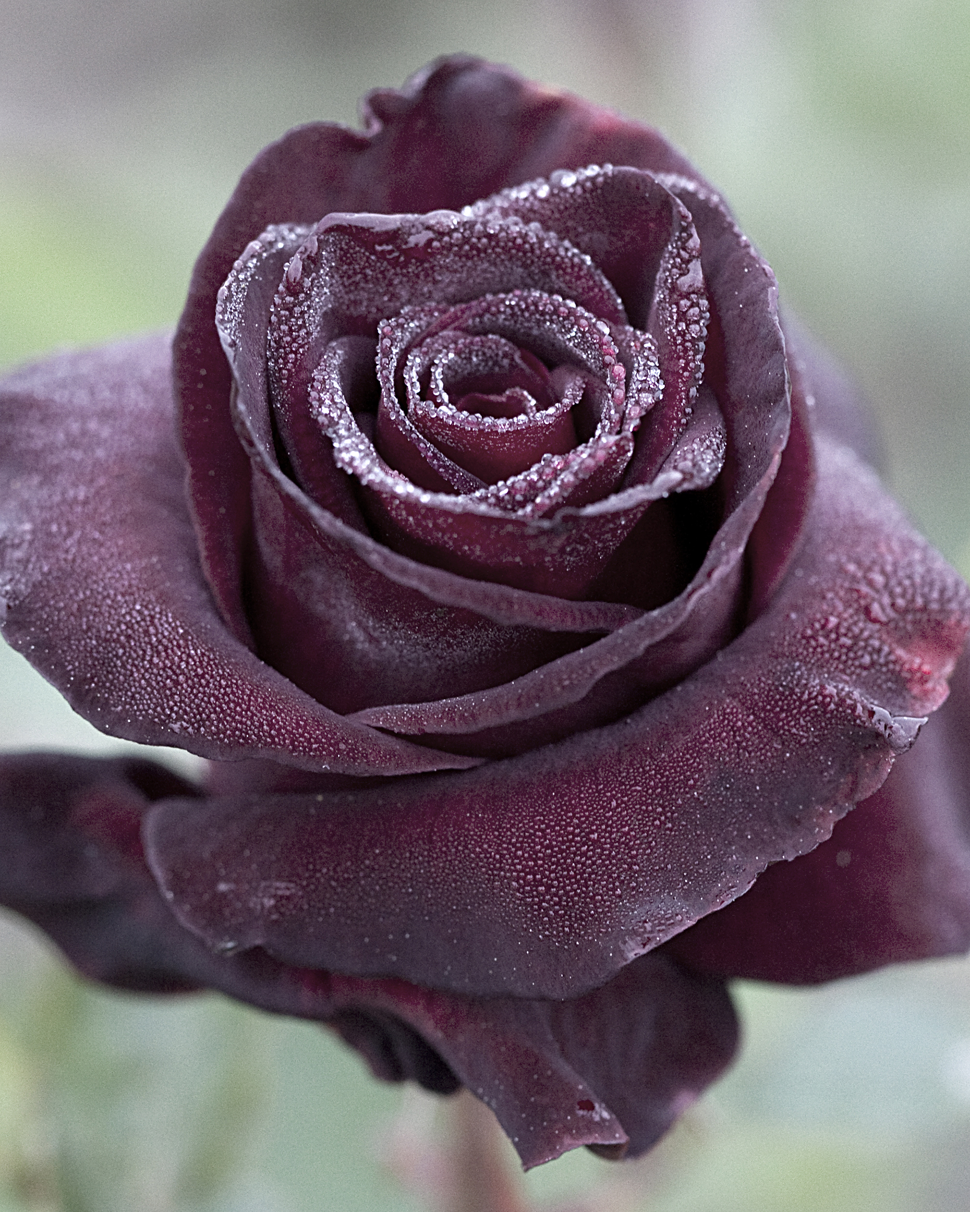 Black Baccara® - Image 4