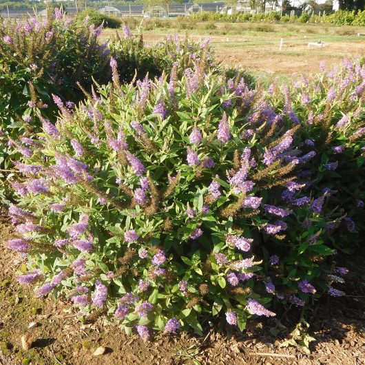 Dapper® Lavender Buddleia