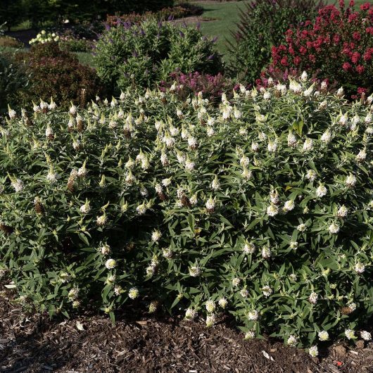 Dapper® White Buddleia
