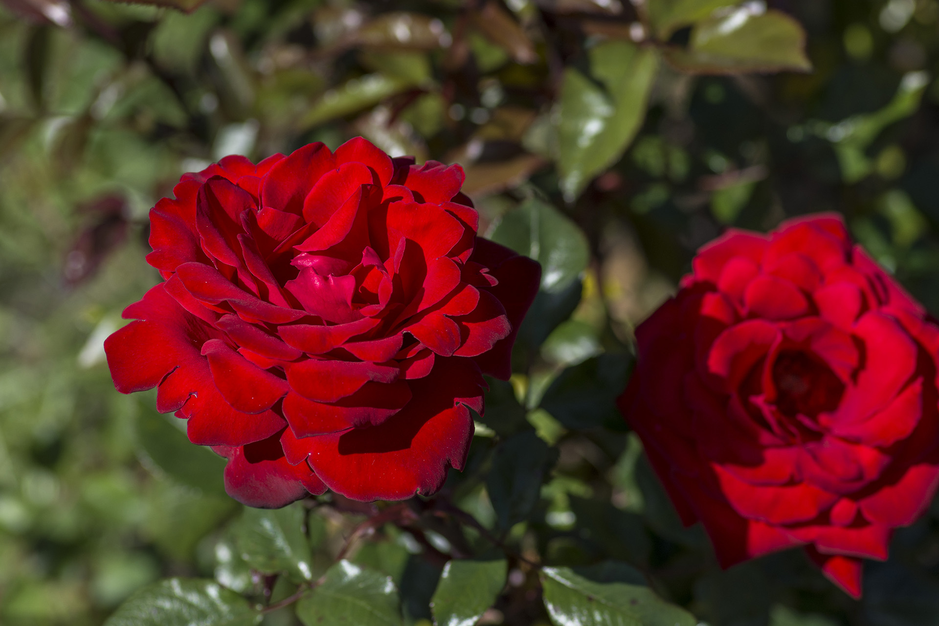 Crimson Bouquet™ - Image 2