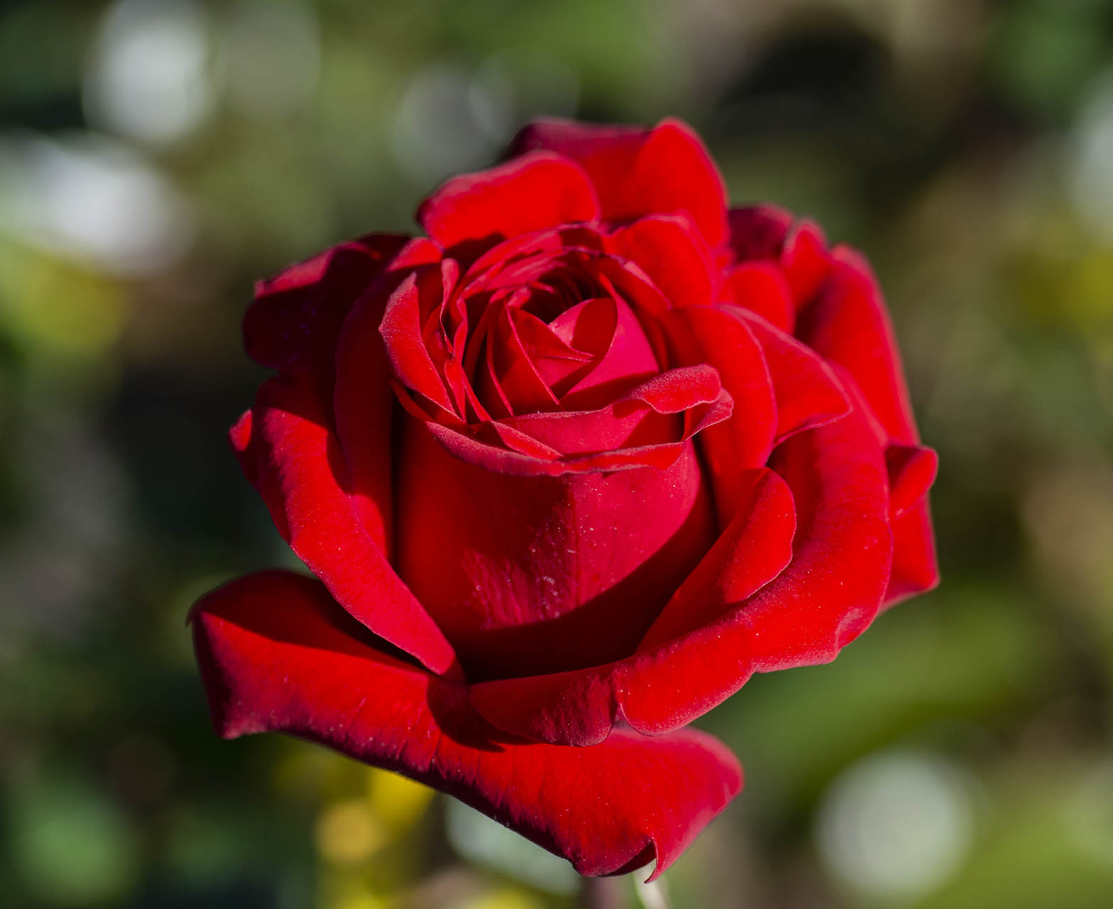 Crimson Bouquet™ - Image 3